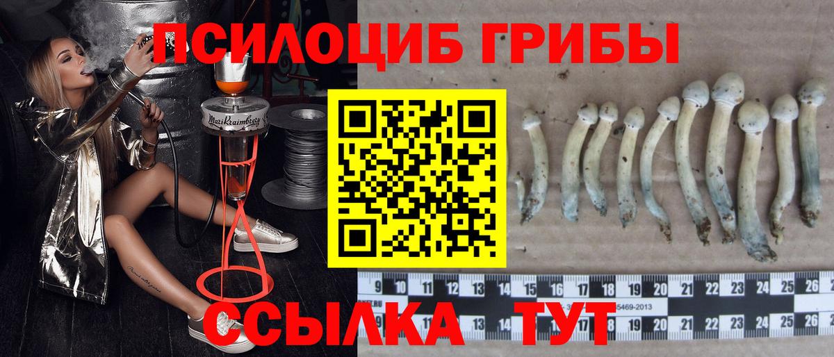 Абакан  Псилоцибиновые грибы MAGIC MUSHROOMS  Галлюциногенные грибы Cubensis  Вход с VPN 